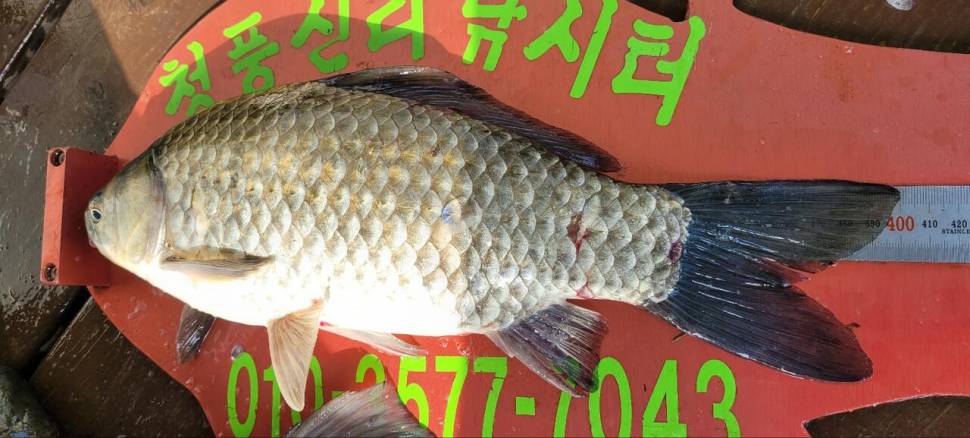 청풍신리낚시터 4짜 조황입니다 (조황조행기 - 충주호조황속보)