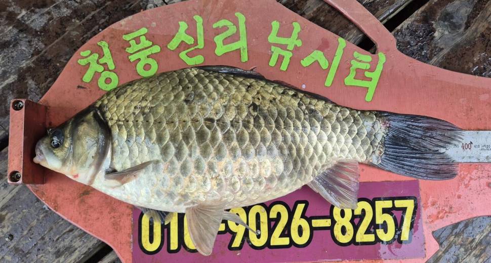 청풍신리낚시터 주말조황입니다 (조황조행기 - 충주호조황속보)