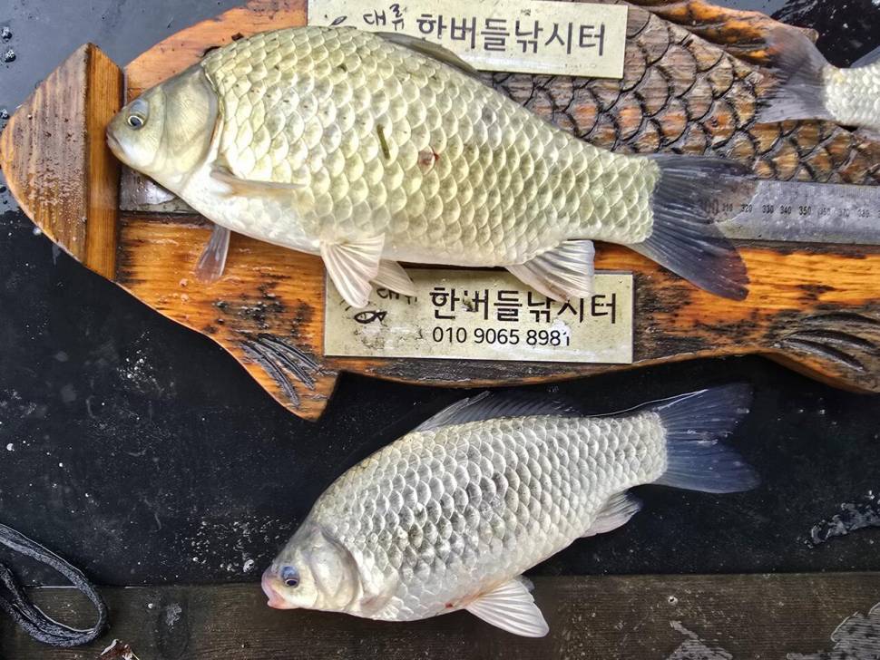 청풍 한버들 조황입니다 (조황조행기 - 충주호조황속보)