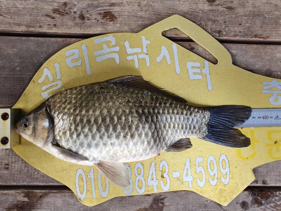 실리곡낚시터 4짜2수허리급 4수 조황입니다 (조황조행기 - 충주호조황속보)