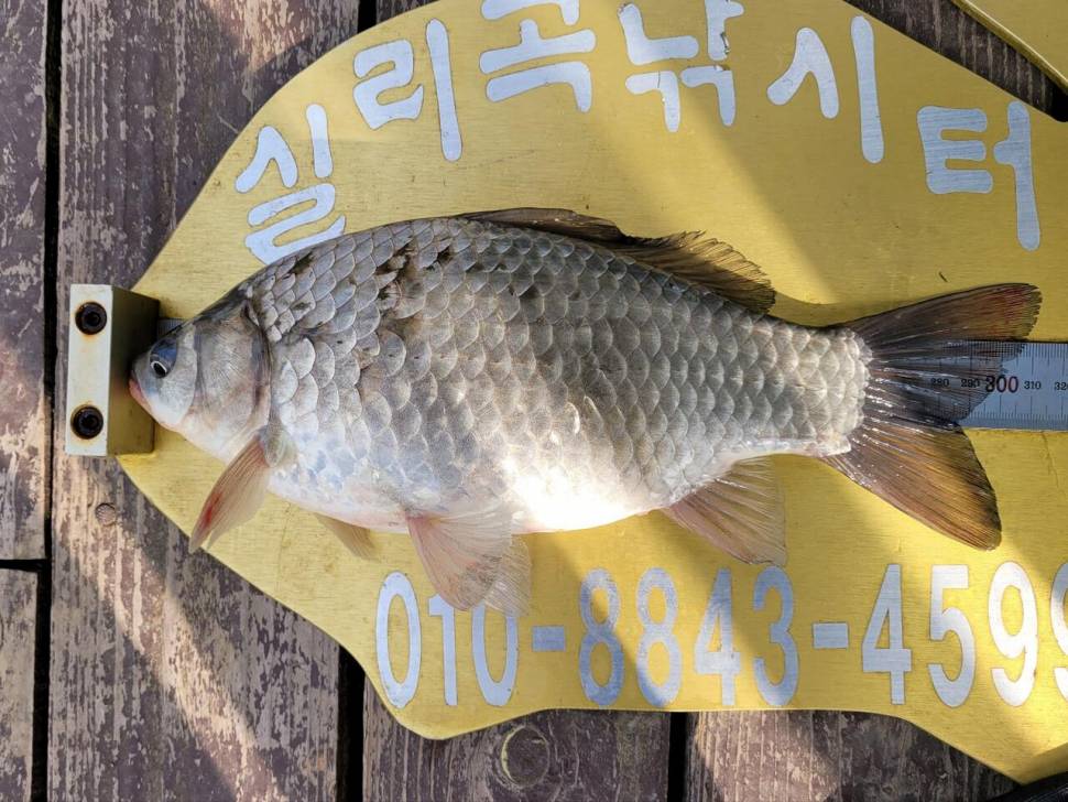 실리곡낚시터 조황입니다 (조황조행기 - 충주호조황속보)