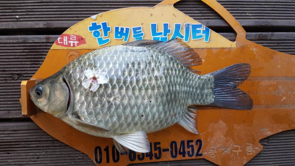 한버들 첫 붕어 소식입니다 (조황조행기 - 충주호조황속보)