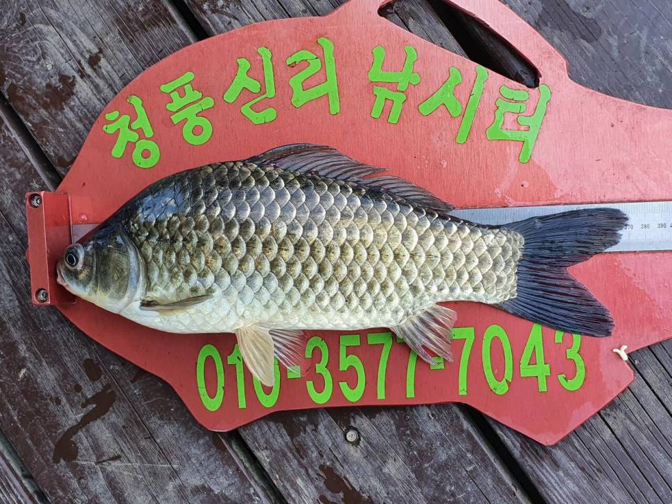 청풍신리낚시터 42cm415cm 조황입니다 (조황조행기 - 충주호조황속보)