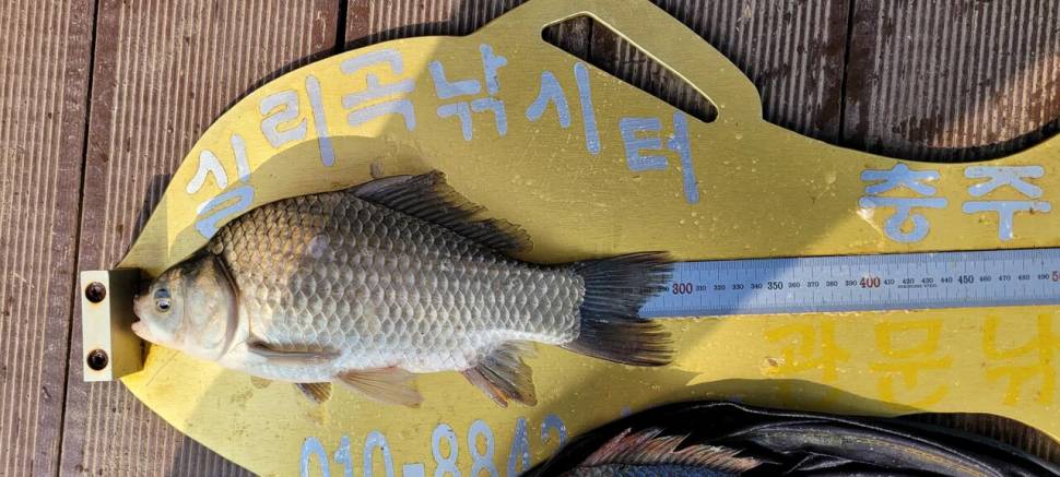실리곡낚시터 조황입니다 (조황조행기 - 충주호조황속보)