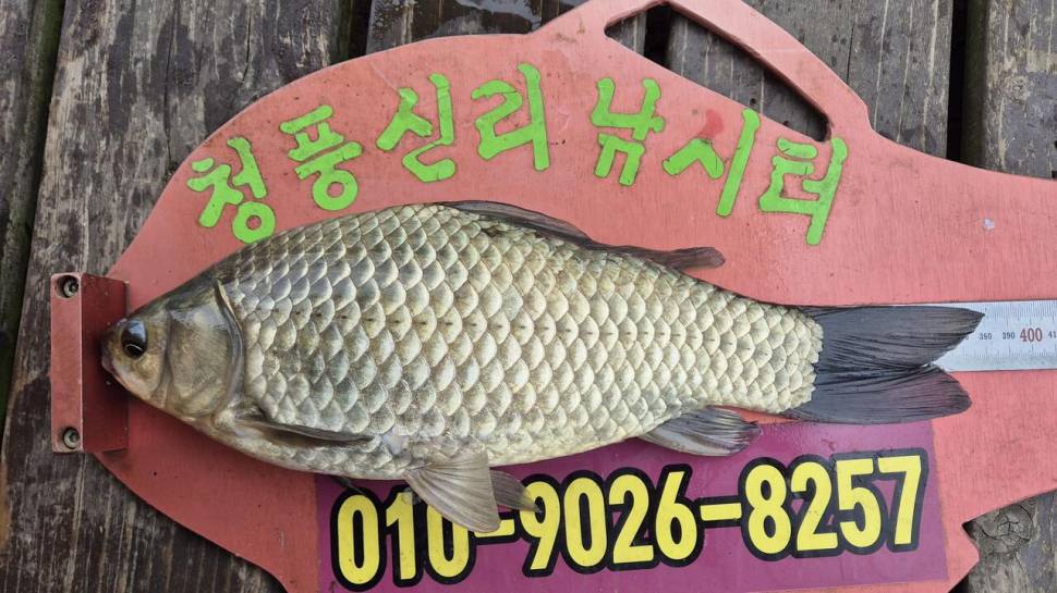 청풍신리낚시터 조황입니다 (조황조행기 - 충주호조황속보)
