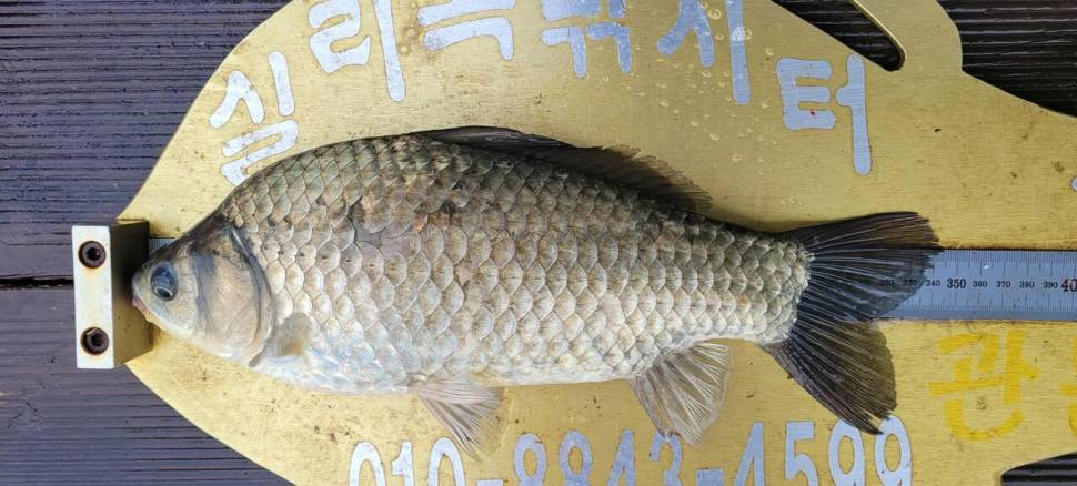 실리곡낚시터 허리급 조황입니다 (조황조행기 - 충주호조황속보)