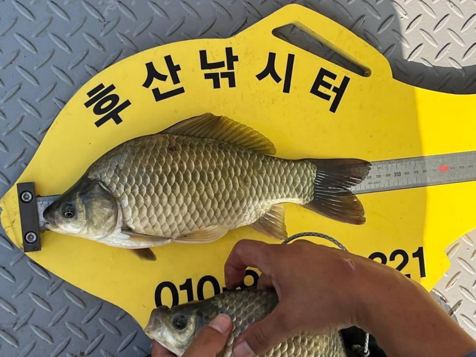 후산낚시터 조황 안내 입니다 (조황조행기 - 충주호조황속보)