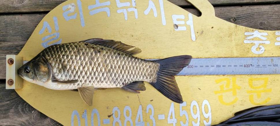 실리곡낚시터 조황입니다 (조황조행기 - 충주호조황속보)