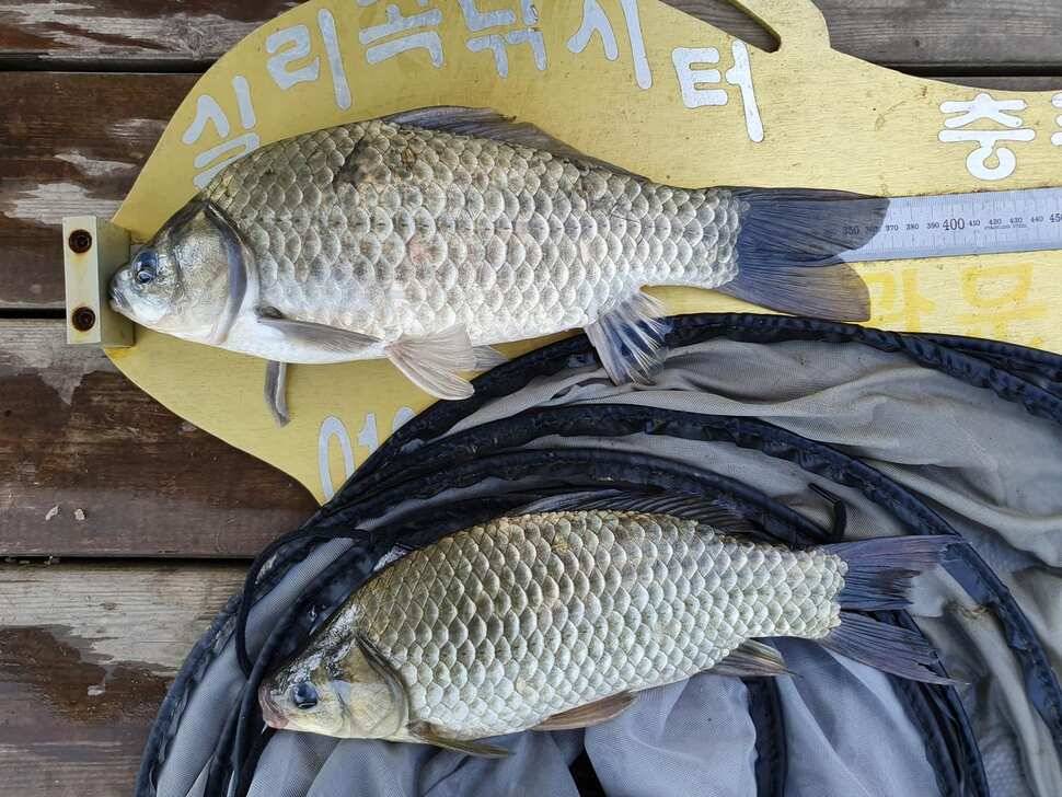 실리곡낚시터 허리급 조황입니다 (조황조행기 - 충주호조황속보)