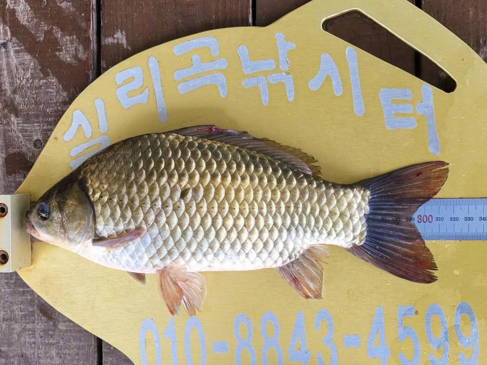 실리곡낚시터 조황입니다 (조황조행기 - 충주호조황속보)