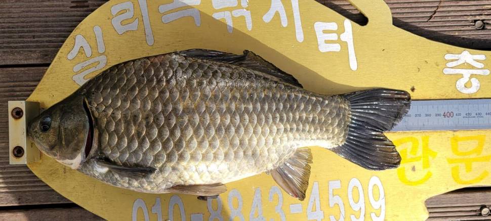 실리곡낚시터 허리급 조황입니다 (조황조행기 - 충주호조황속보)