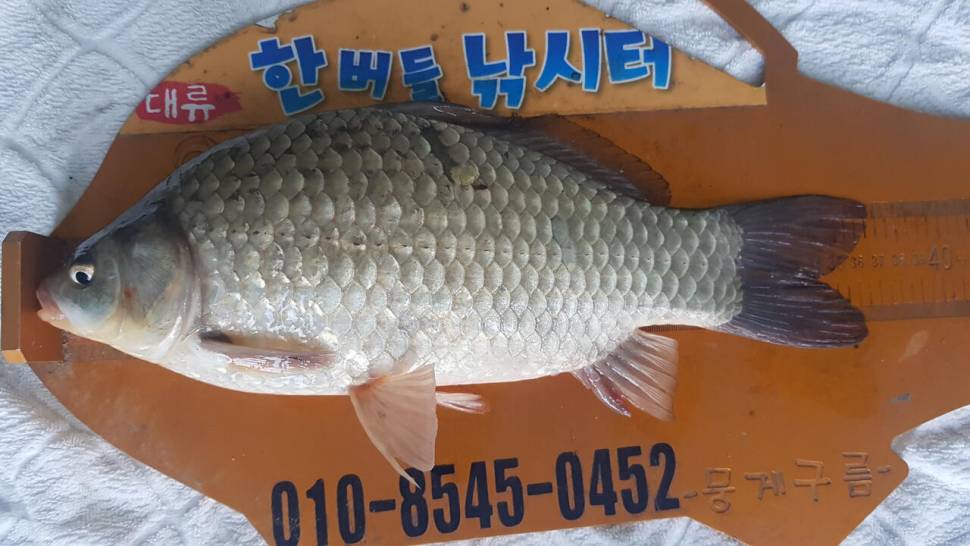 한버들 조황입니다 (조황조행기 - 충주호조황속보)