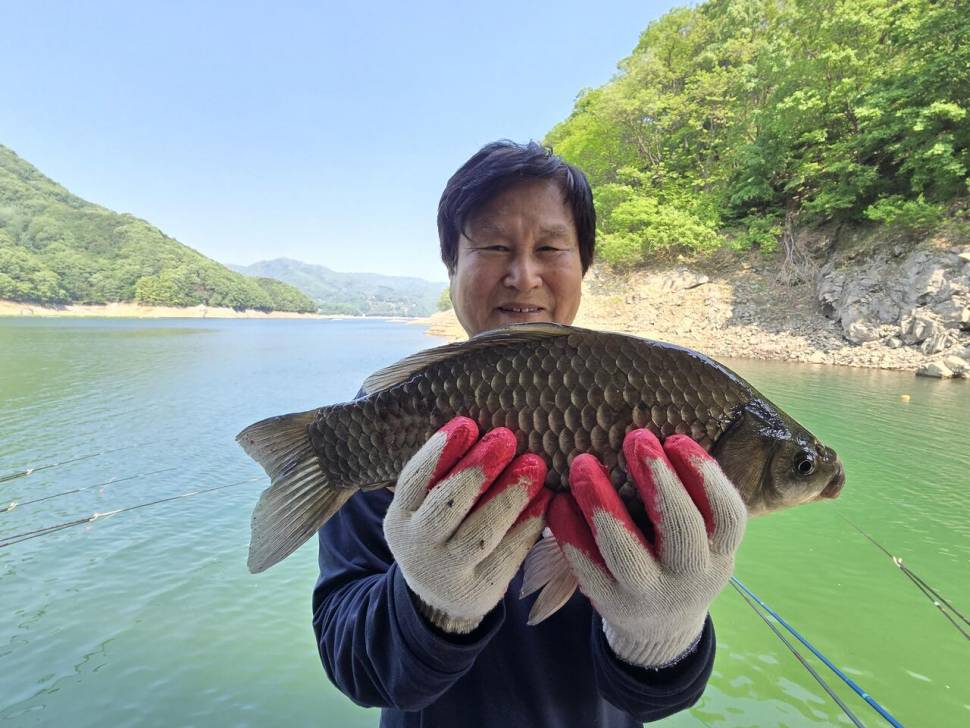 목벌 대물붕어 (조황조행기 - 충주호조황속보)