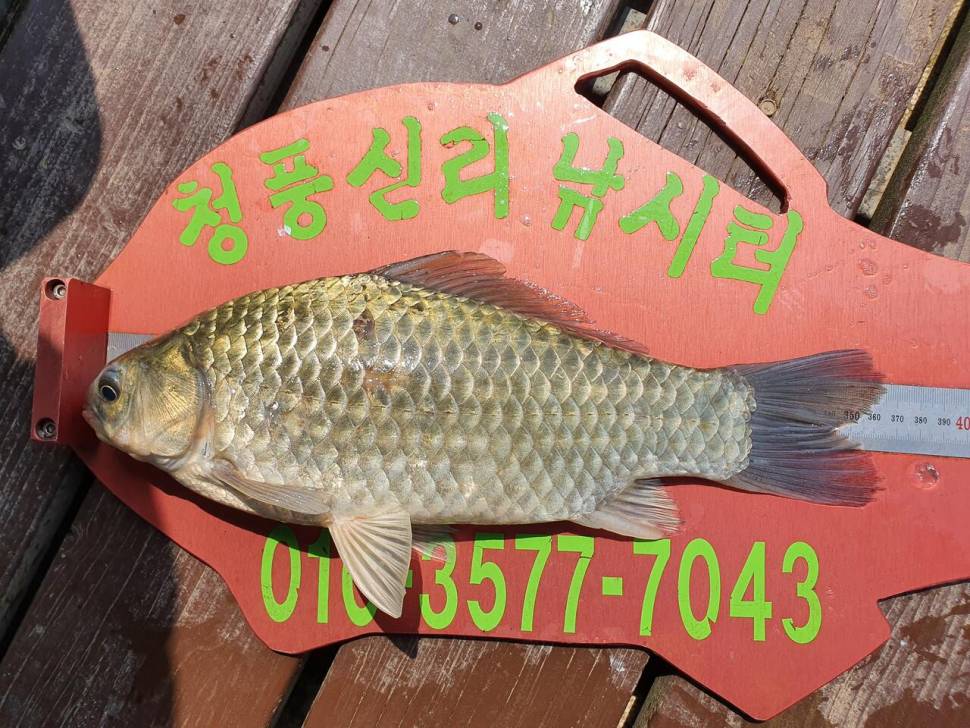 청풍신리낚시터 4짜외 허리급 조황입니다 (조황조행기 - 충주호조황속보)