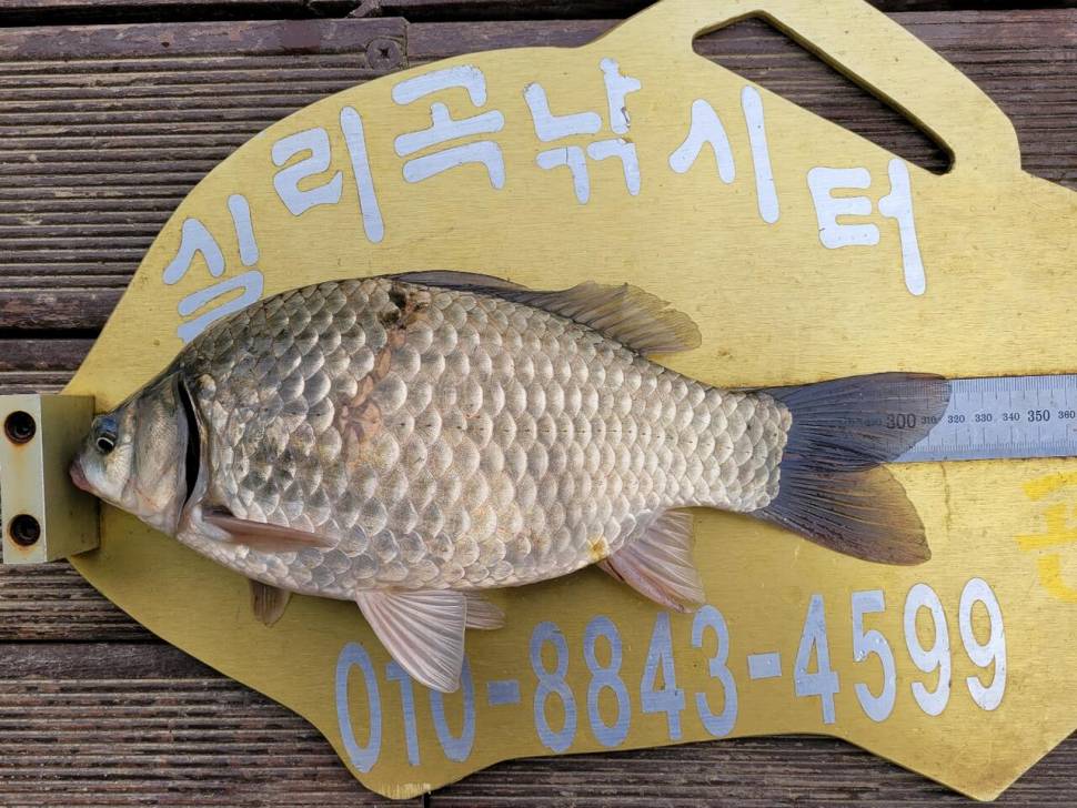 실리곡낚시터 42cm외 허리급 조황입니다 (조황조행기 - 충주호조황속보)