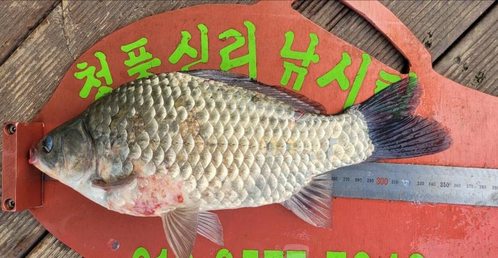 청풍신리낚시터 허리급조황입니다 (조황조행기 - 충주호조황속보)