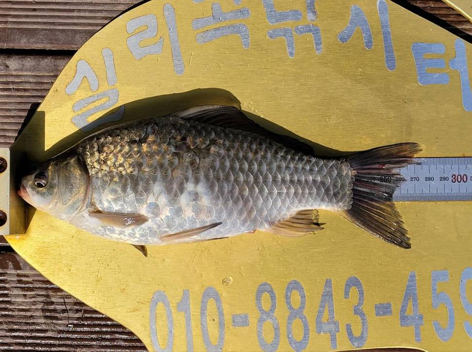 실리곡낚시터 허리급외 월척마릿수입니다 (조황조행기 - 충주호조황속보)