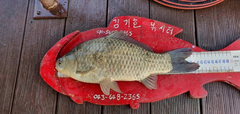 용곡 김기호 낚시터 사짜 조황입니다 (조황조행기 - 충주호조황속보)