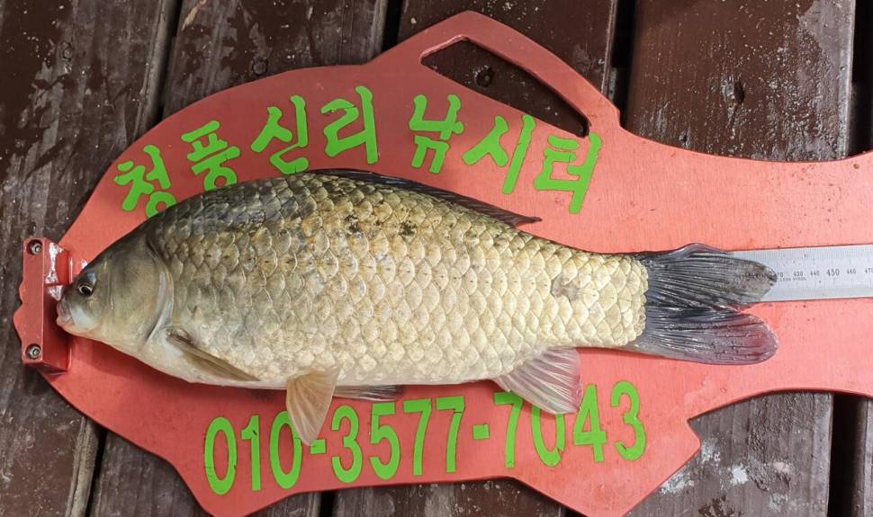청풍신리낚시터 42cm4짜허리급 조황입니다 (조황조행기 - 충주호조황속보)