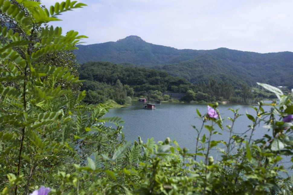 충주호 멋진 사짜 혹뿌리여라 (조황조행기 - 충주호조황속보)
