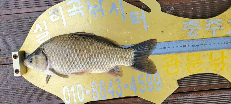 실리곡낚시터 허리급 조황입니다 (조황조행기 - 충주호조황속보)