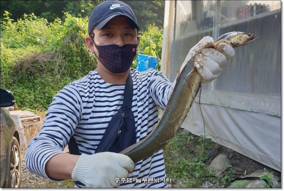 충주호 늘푸른 주중 조황소식 (조황조행기 - 충주호조황속보)