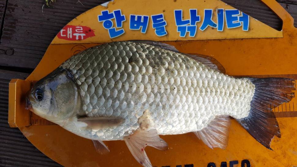 청풍 한버들 낚시터 4짜포함 허릿급 조황입니다 (조황조행기 - 충주호조황속보)