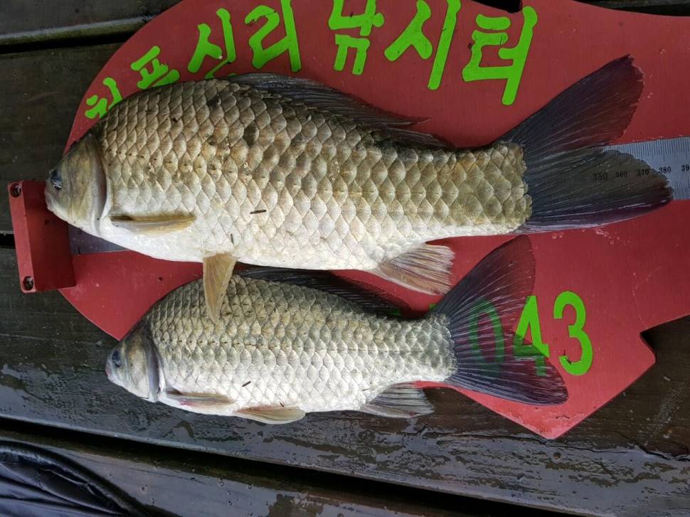 청풍신리낚시터 447cm 조황입니다 (조황조행기 - 충주호조황속보)