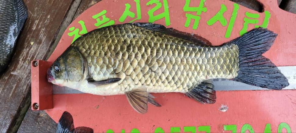 청풍신리낚시터 허리급 조황입니다 (조황조행기 - 충주호조황속보)