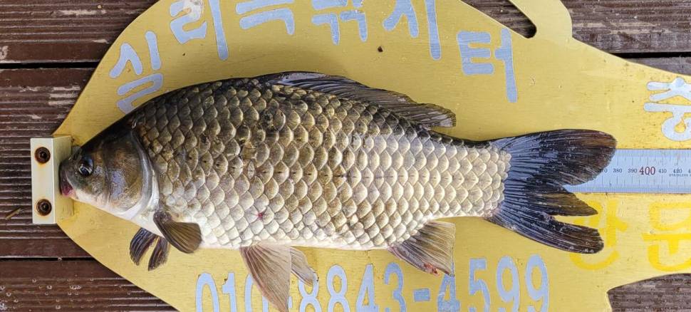 실리곡낚시터 허리급 조황입니다 (조황조행기 - 충주호조황속보)