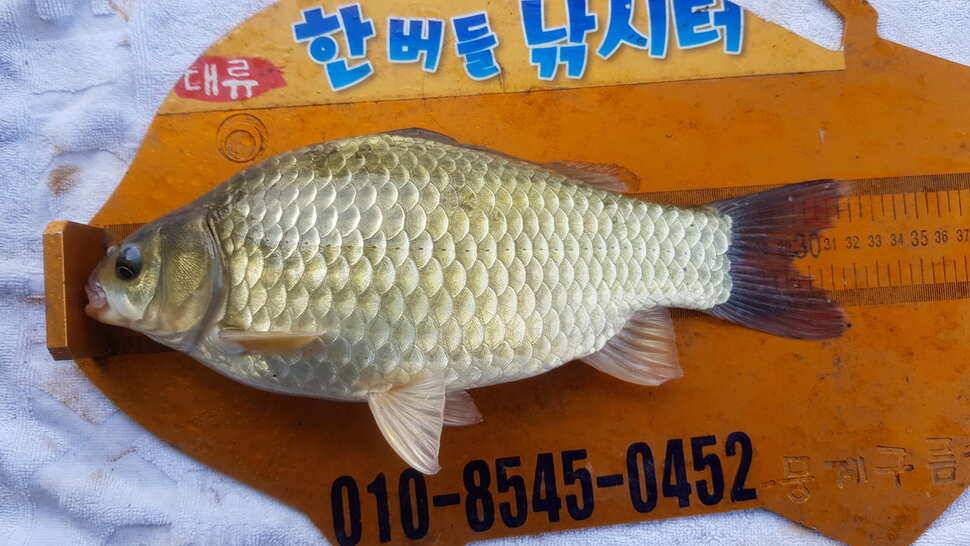 한버들 조황입니다 (조황조행기 - 충주호조황속보)
