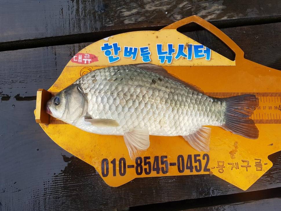 청풍 한버들 낚시터 4짜포함 허릿급 조황입니다 (조황조행기 - 충주호조황속보)