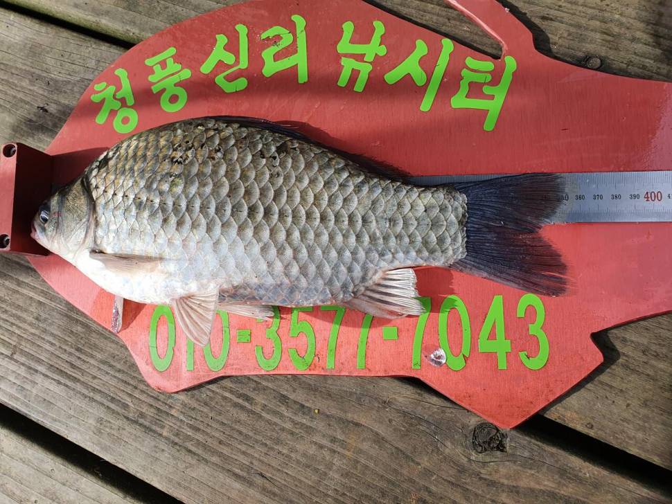 청풍신리낚시터입니다 (조황조행기 - 충주호조황속보)