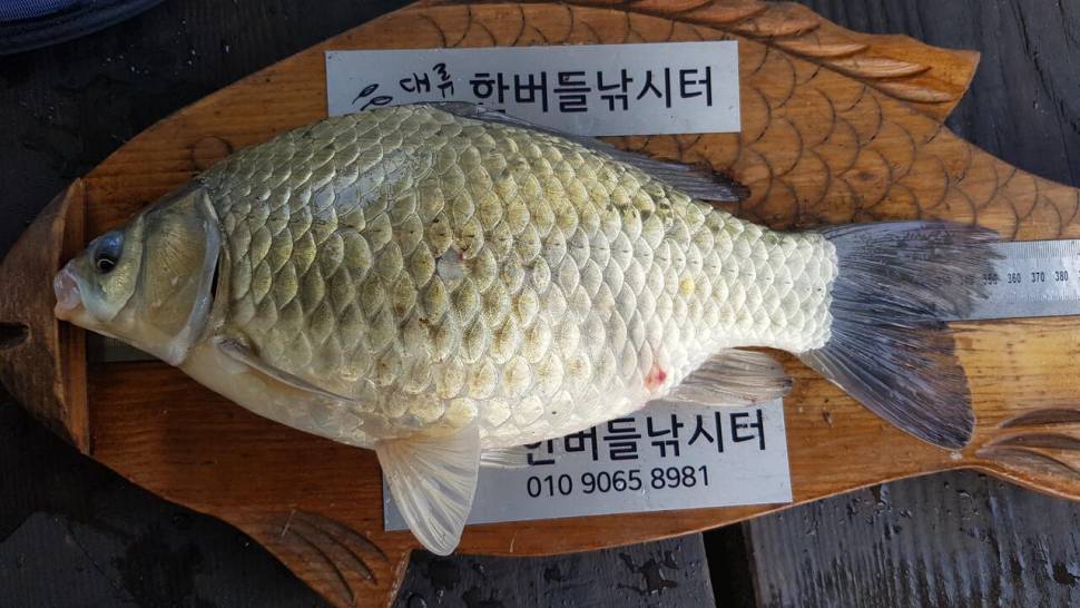 한버들 4짜 포함 허릿급 조황입니다 (조황조행기 - 충주호조황속보)