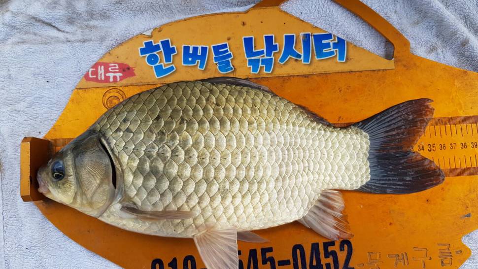 한버들 조황입니다 (조황조행기 - 충주호조황속보)