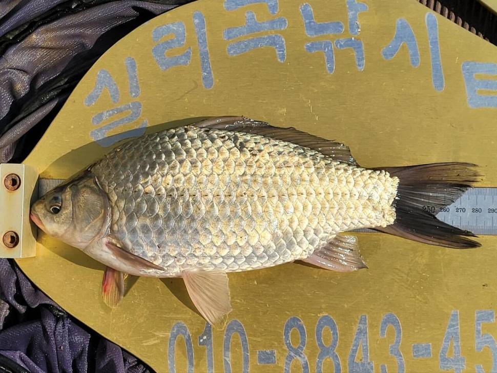 실리곡낚시터 허리급 조황입니다 (조황조행기 - 충주호조황속보)