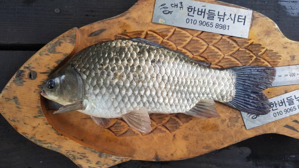 청풍 한버들 낚시터 4짜포함 허릿급 조황입니다 (조황조행기 - 충주호조황속보)
