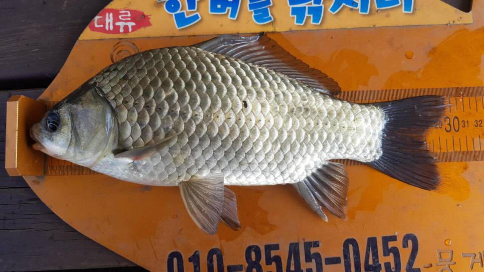 한버들 조황입니다 (조황조행기 - 충주호조황속보)