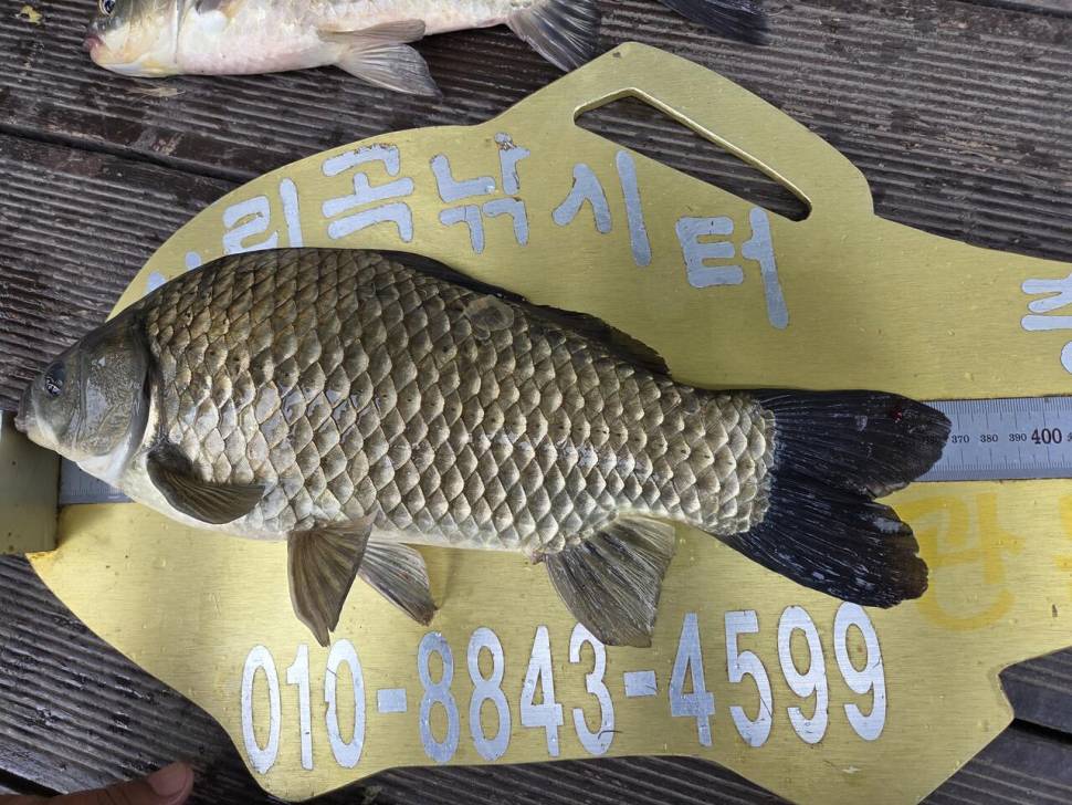 청풍 실리곡낚시터 조황입니다 (조황조행기 - 충주호조황속보)