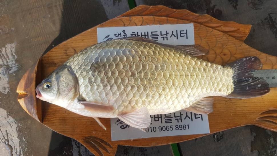 한버들 허릿급 조황입니다 (조황조행기 - 충주호조황속보)