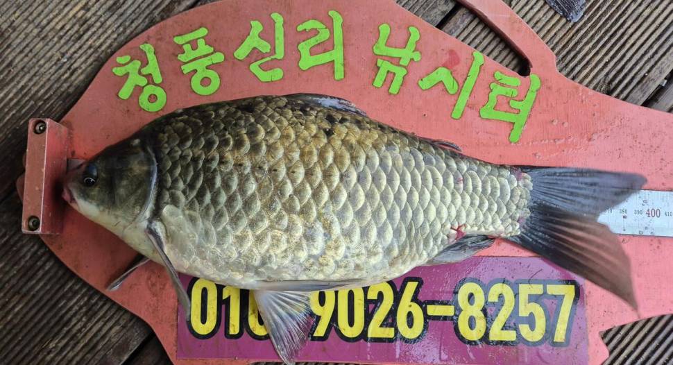 청풍신리낚시터 조황입니다 (조황조행기 - 충주호조황속보)