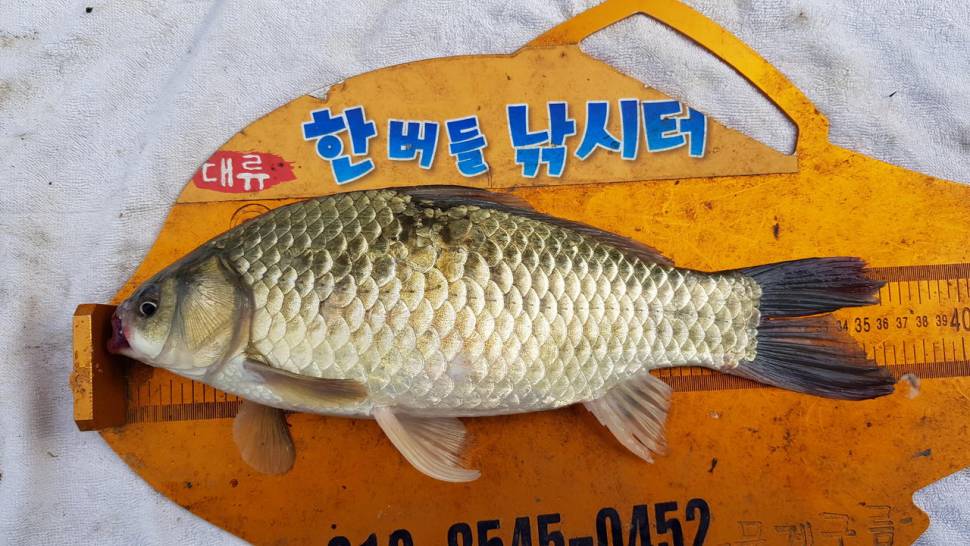 한버들 47cm 대물이 나왔습니다 (조황조행기 - 충주호조황속보)