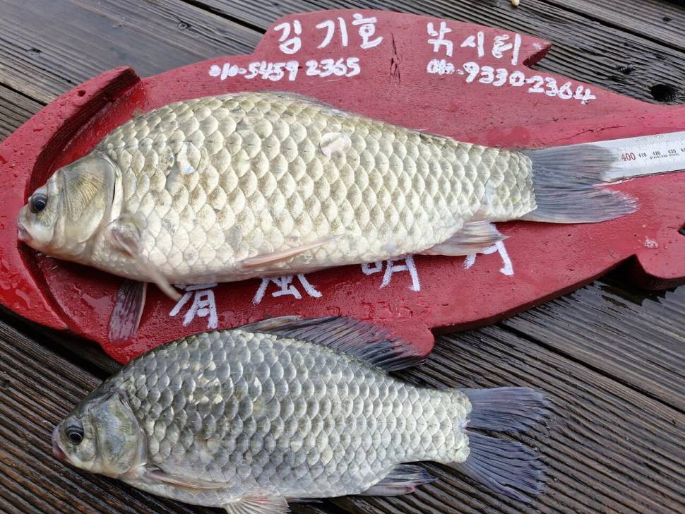용곡 김기호 낙시터 사짜조황 입니다 (조황조행기 - 충주호조황속보)