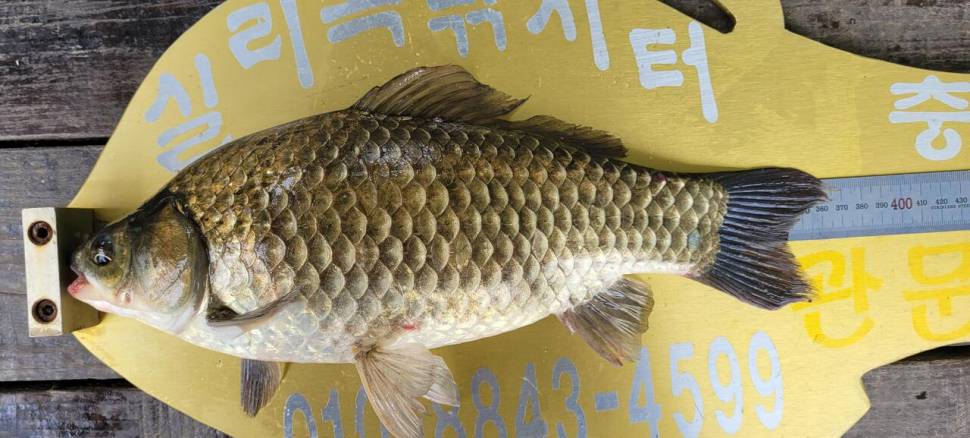 청풍실리곡낚시터 415cm외 허리급입니다 (조황조행기 - 충주호조황속보)