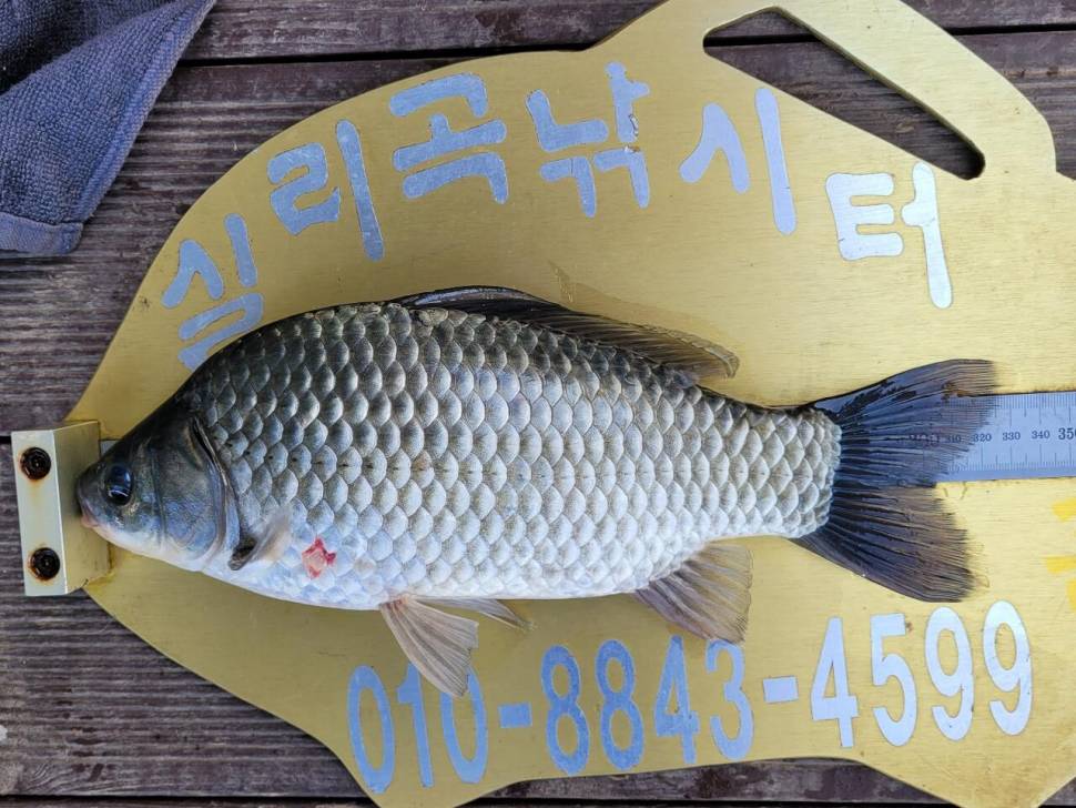 실리곡낚시터 허리급 조황입니다 (조황조행기 - 충주호조황속보)