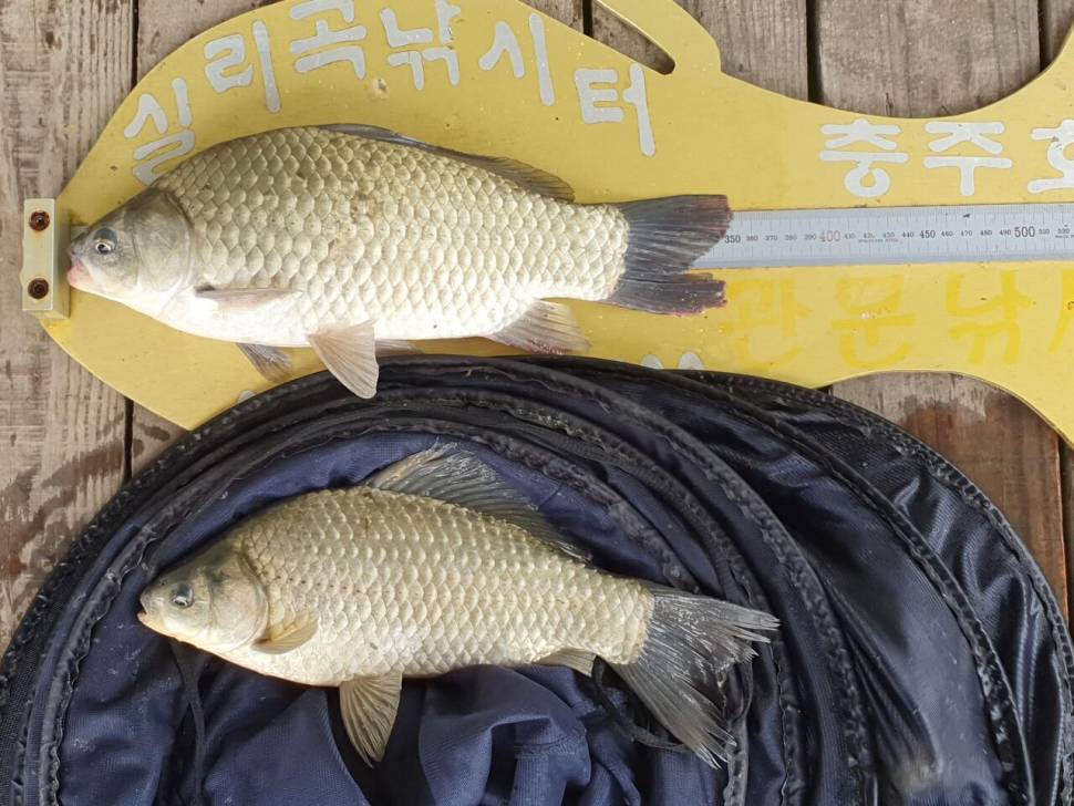 실리곡낚시터 허리급 조황입니다 (조황조행기 - 충주호조황속보)