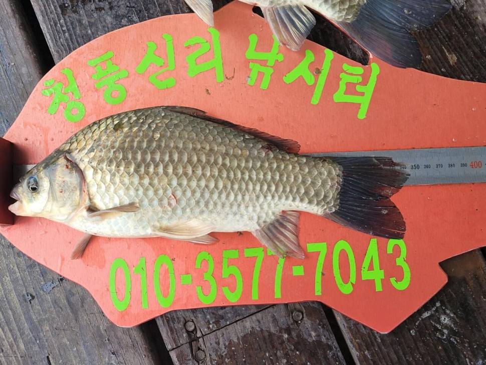 청풍신리낚시터 허리급 조황입니다 (조황조행기 - 충주호조황속보)