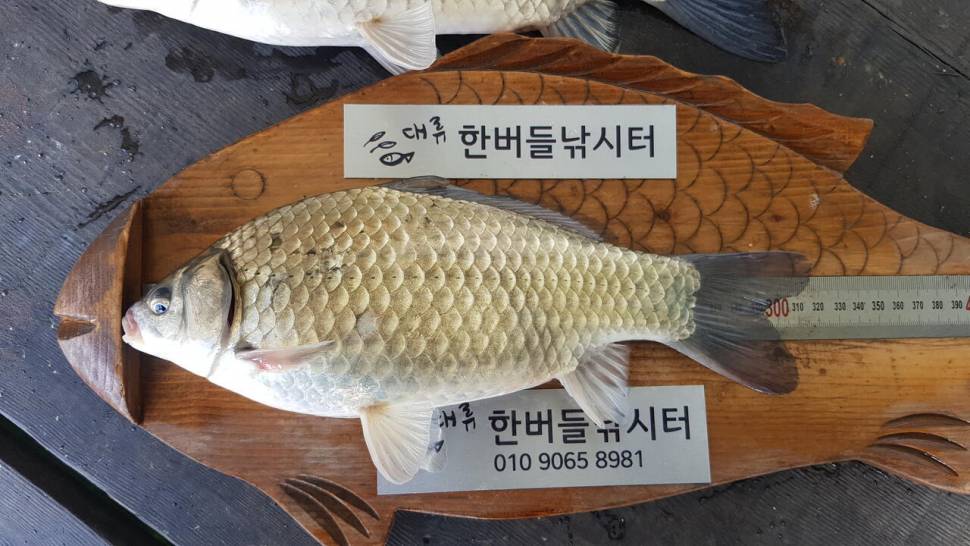 한버들 허릿급 조황입니다 (조황조행기 - 충주호조황속보)