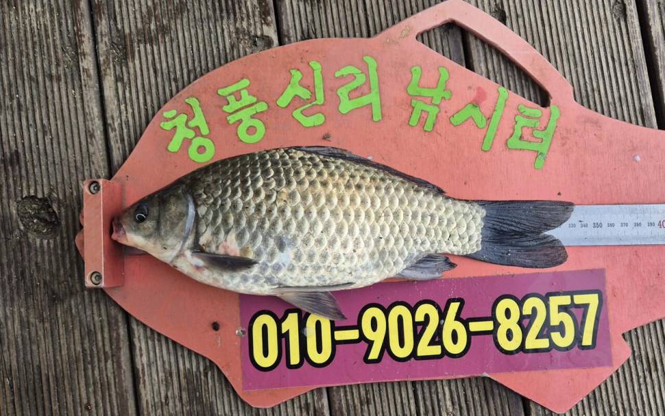 청풍신리낚시터 주말조황입니다 (조황조행기 - 충주호조황속보)