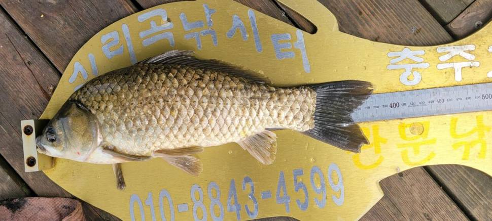 실리곡낚시터 허리급 조황입니다 (조황조행기 - 충주호조황속보)